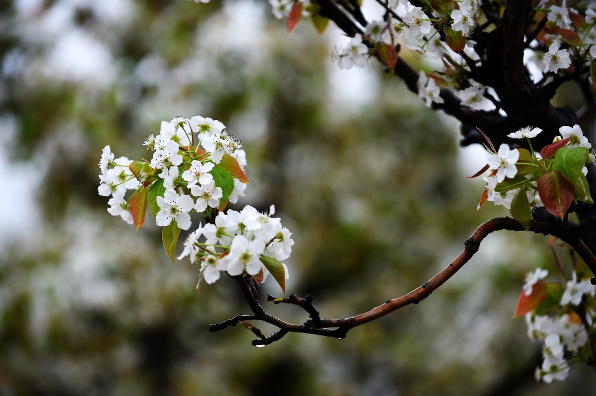 【图集】带雨梨花百媚生   素妆含嫣醉清风  Ⅱ