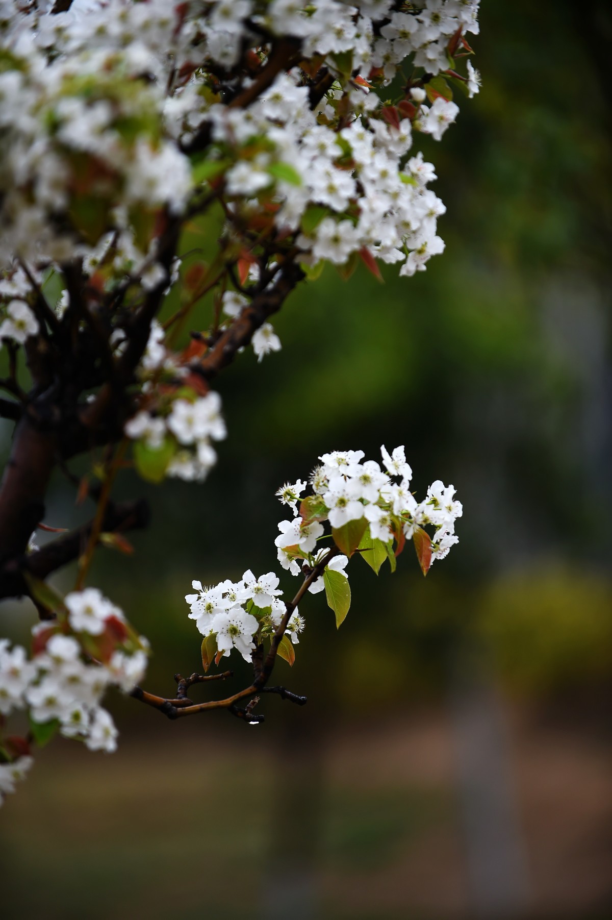 【图集】带雨梨花百媚生   素妆含嫣醉清风  Ⅱ