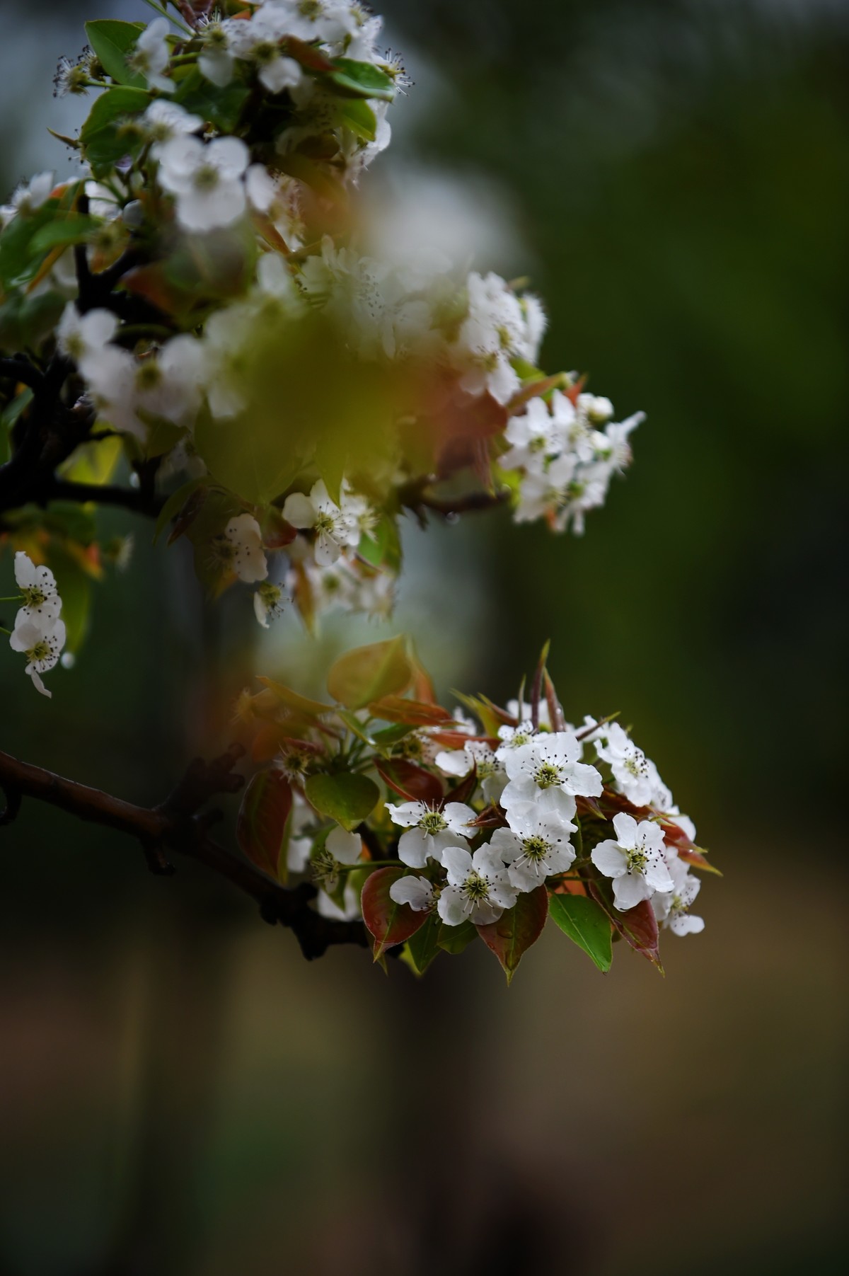 【图集】带雨梨花百媚生   素妆含嫣醉清风  Ⅱ