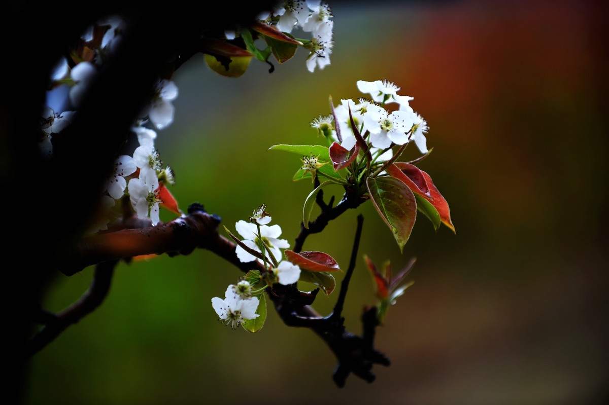 【图集】带雨梨花百媚生   素妆含嫣醉清风  Ⅱ