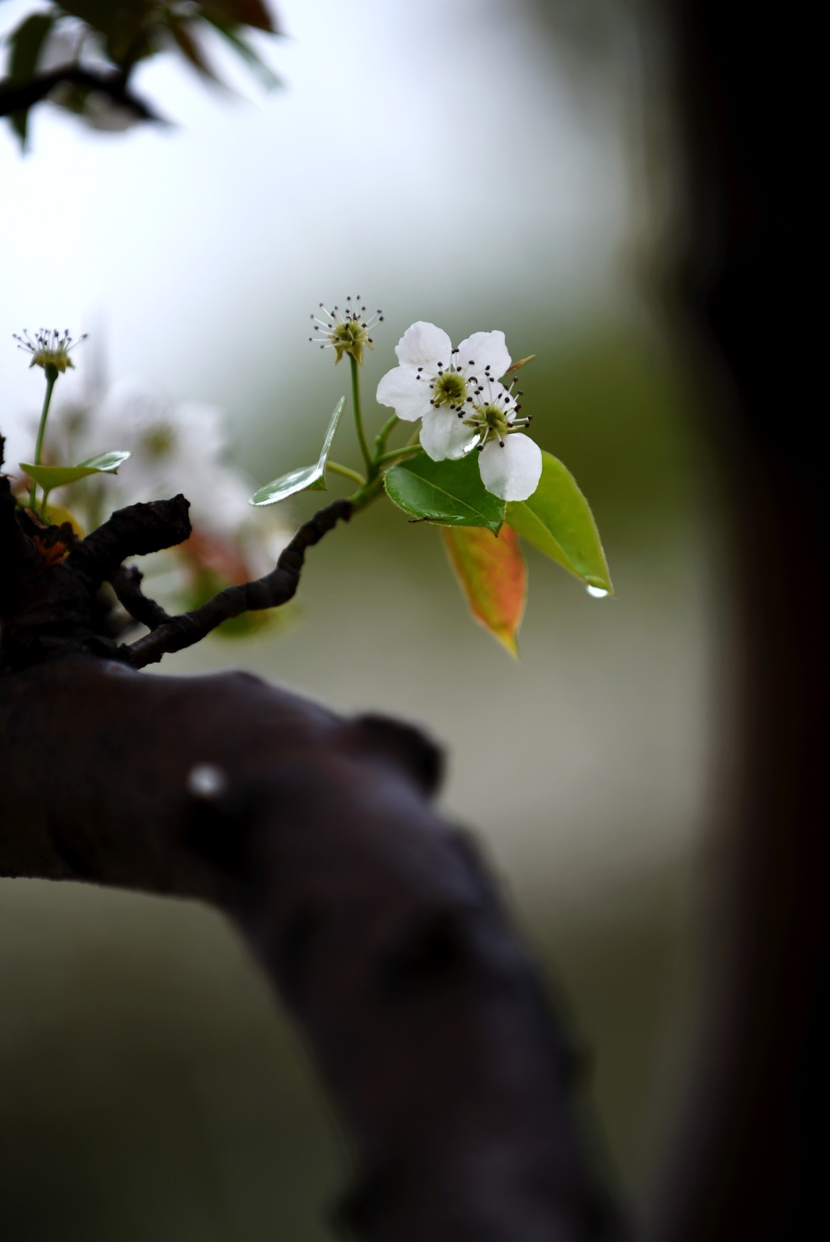 【图集】带雨梨花百媚生   素妆含嫣醉清风  Ⅱ