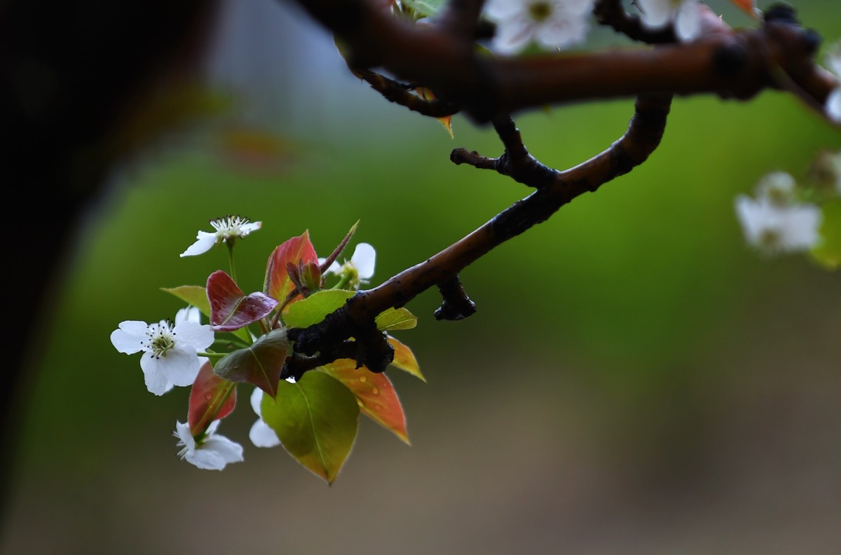 【图集】带雨梨花百媚生   素妆含嫣醉清风  Ⅱ