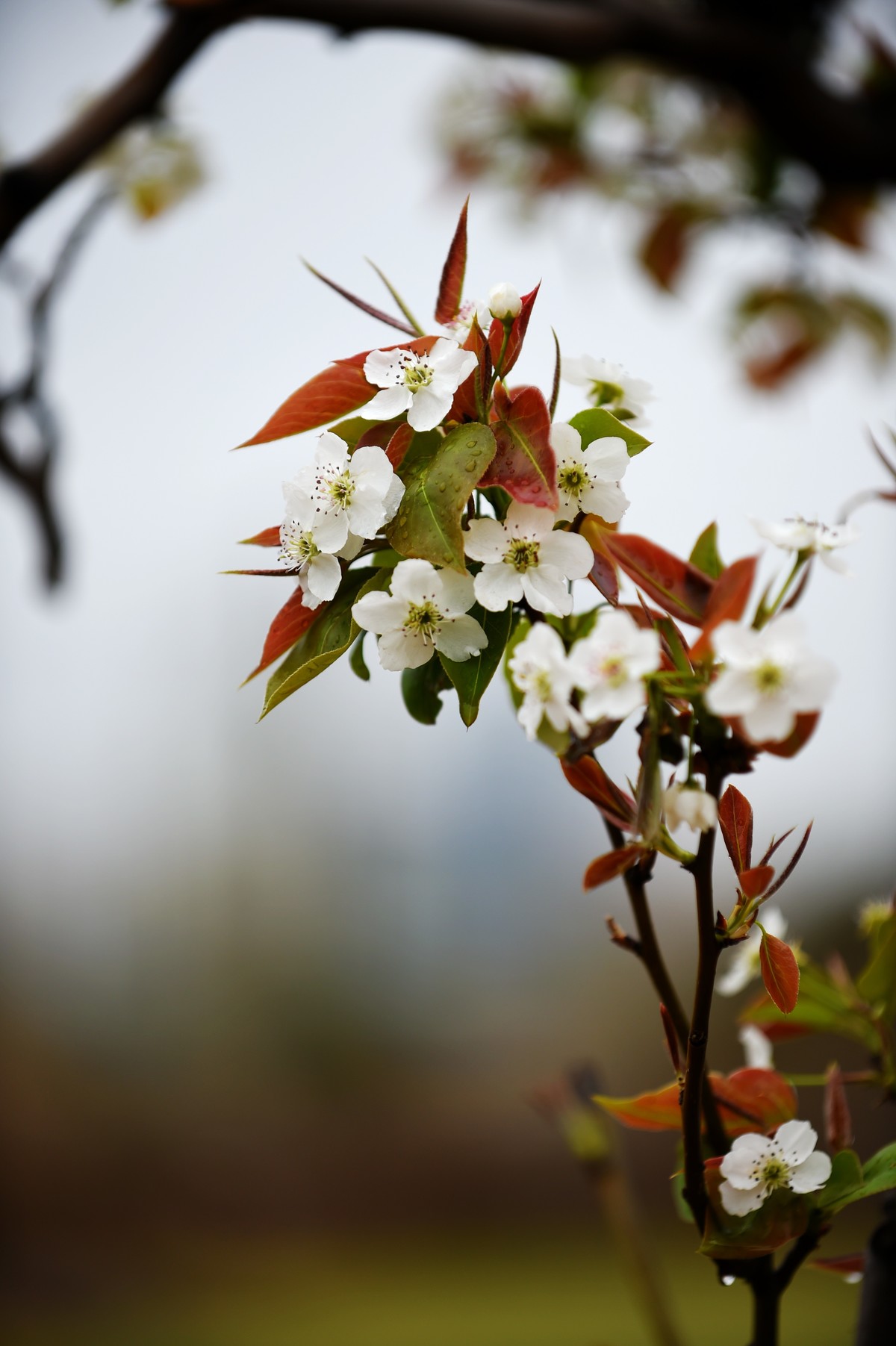 【图集】带雨梨花百媚生   素妆含嫣醉清风  Ⅱ
