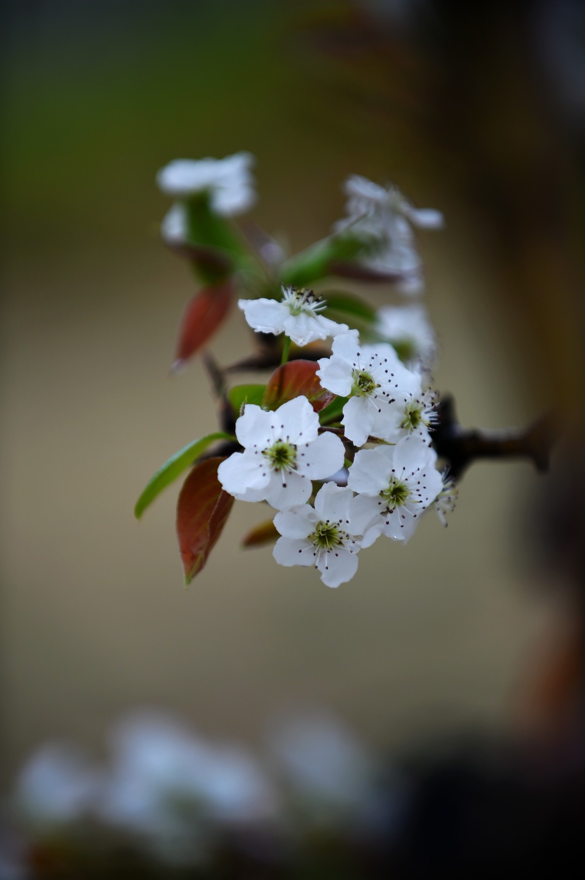 【图集】带雨梨花百媚生   素妆含嫣醉清风  Ⅱ
