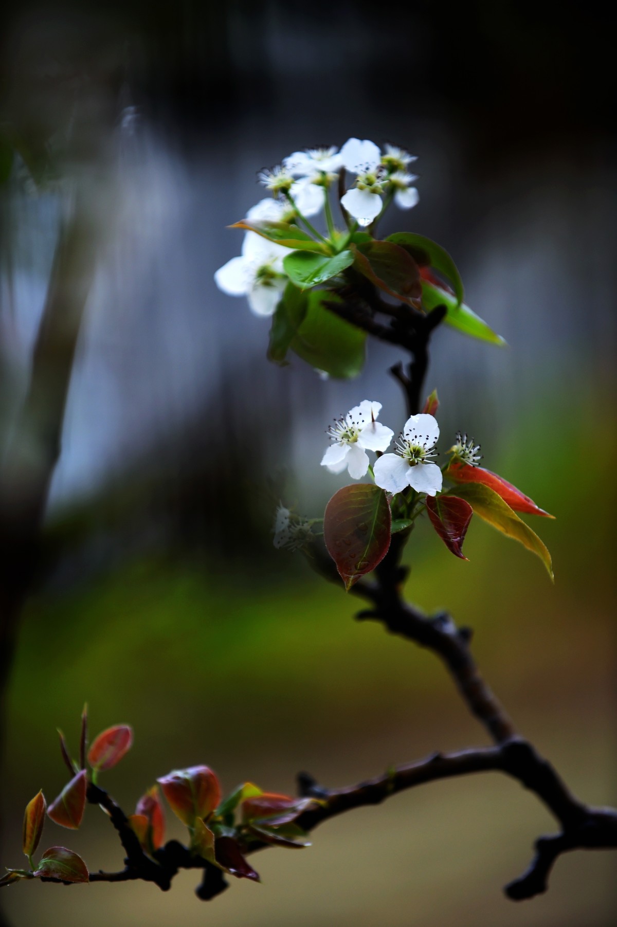 【图集】带雨梨花百媚生   素妆含嫣醉清风  Ⅱ