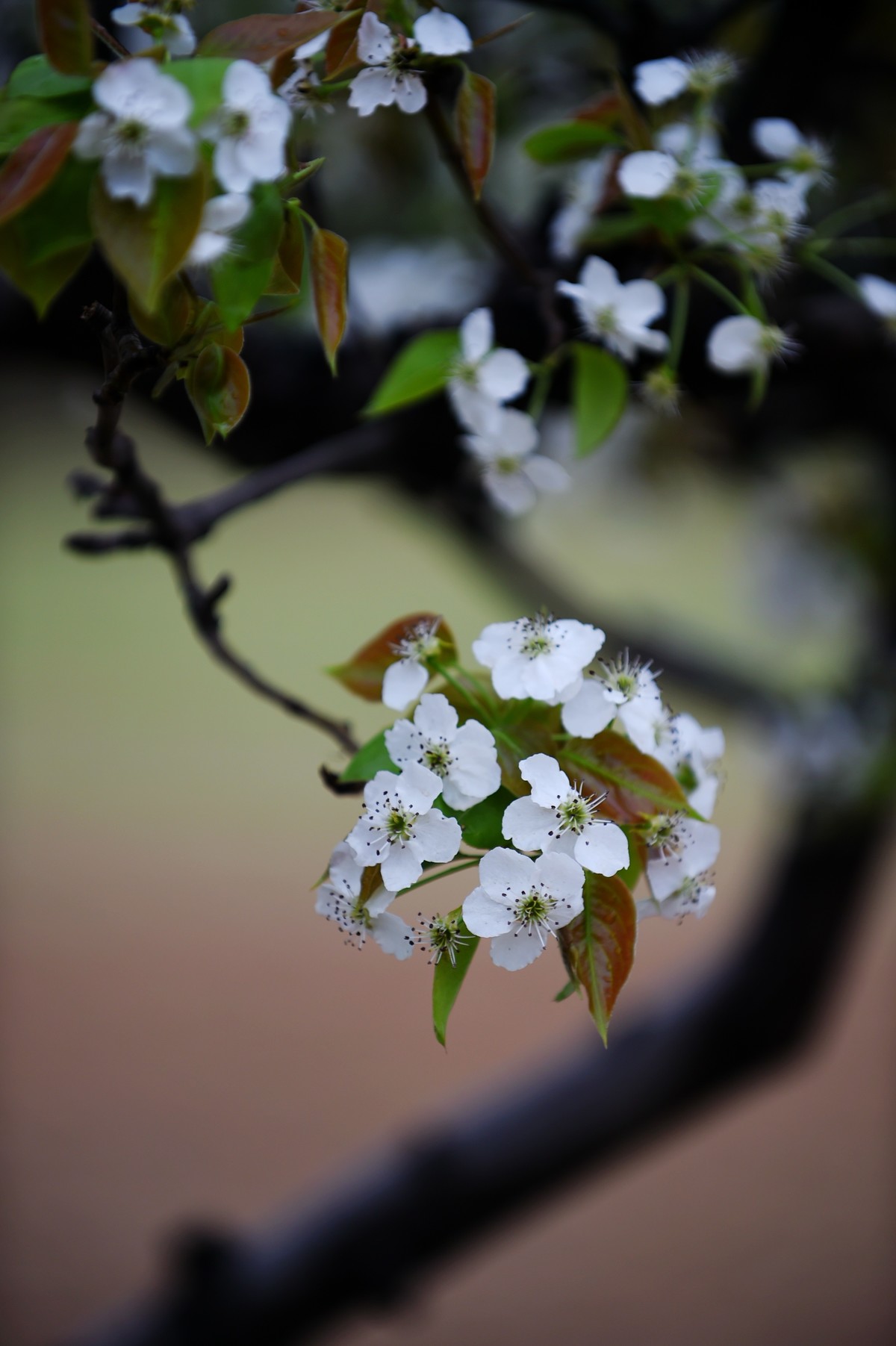 【图集】带雨梨花百媚生   素妆含嫣醉清风  Ⅱ