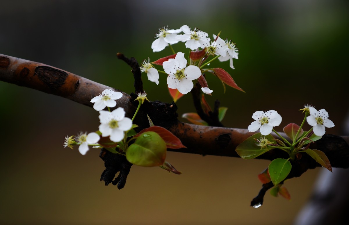 【图集】带雨梨花百媚生   素妆含嫣醉清风  Ⅱ