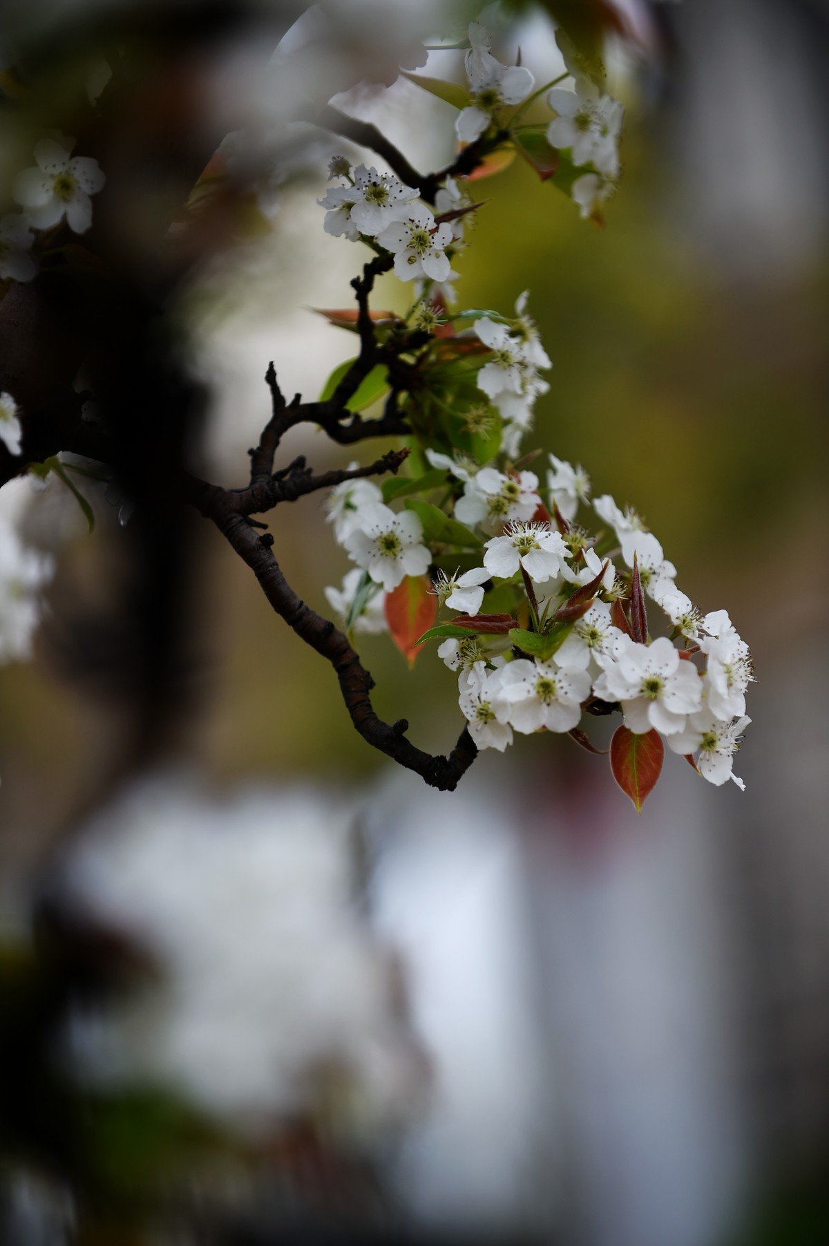 【图集】带雨梨花百媚生   素妆含嫣醉清风  Ⅱ