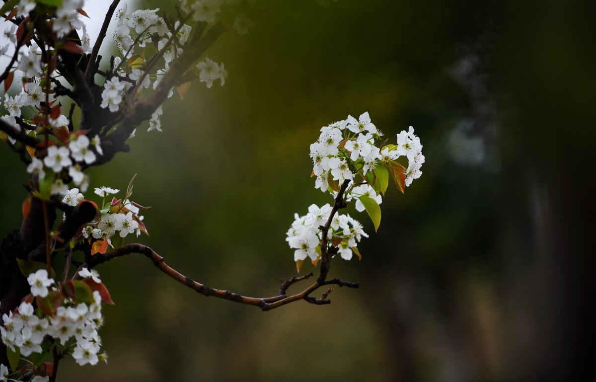 【图集】带雨梨花百媚生   素妆含嫣醉清风  Ⅱ