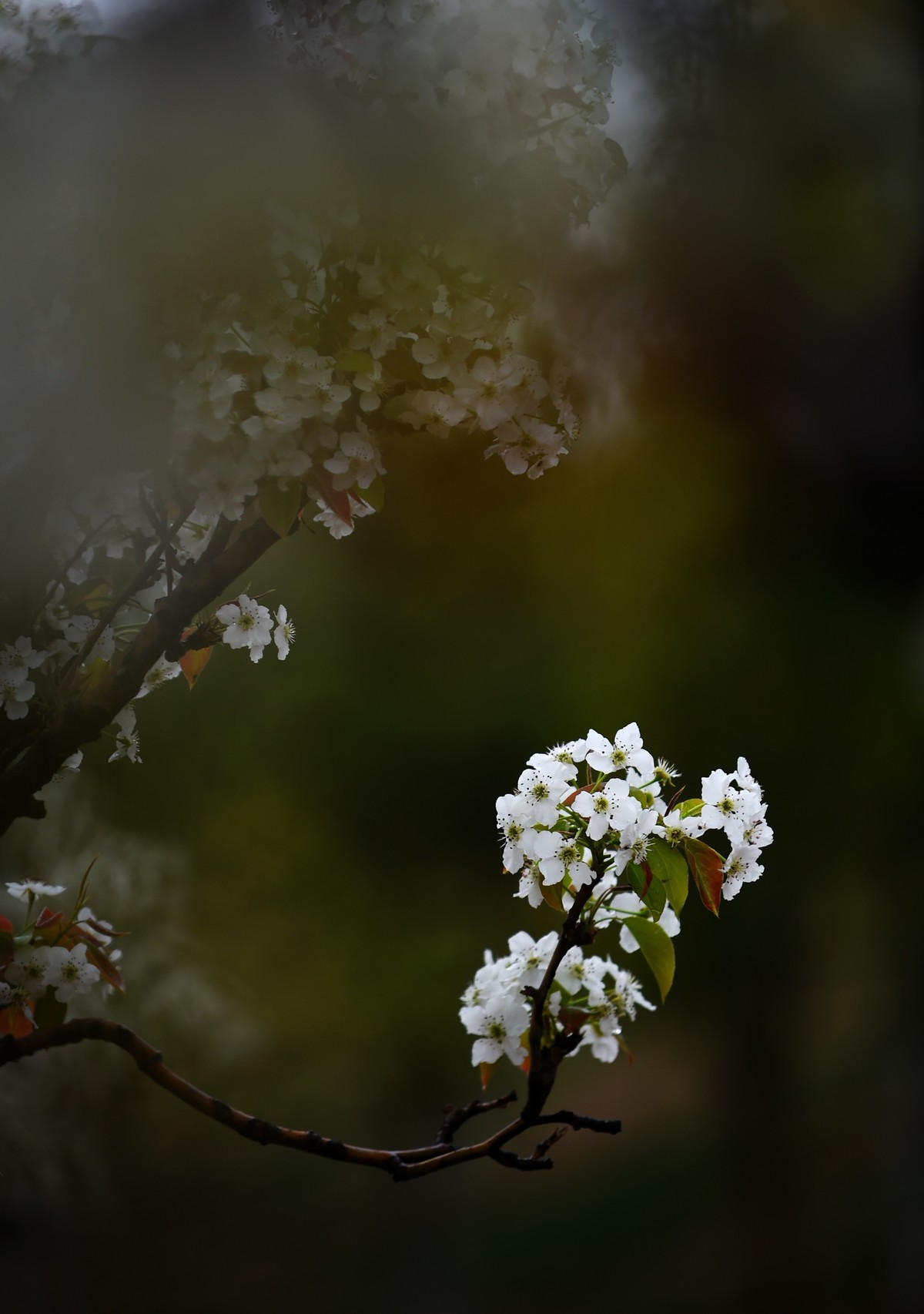 【图集】带雨梨花百媚生   素妆含嫣醉清风  Ⅱ
