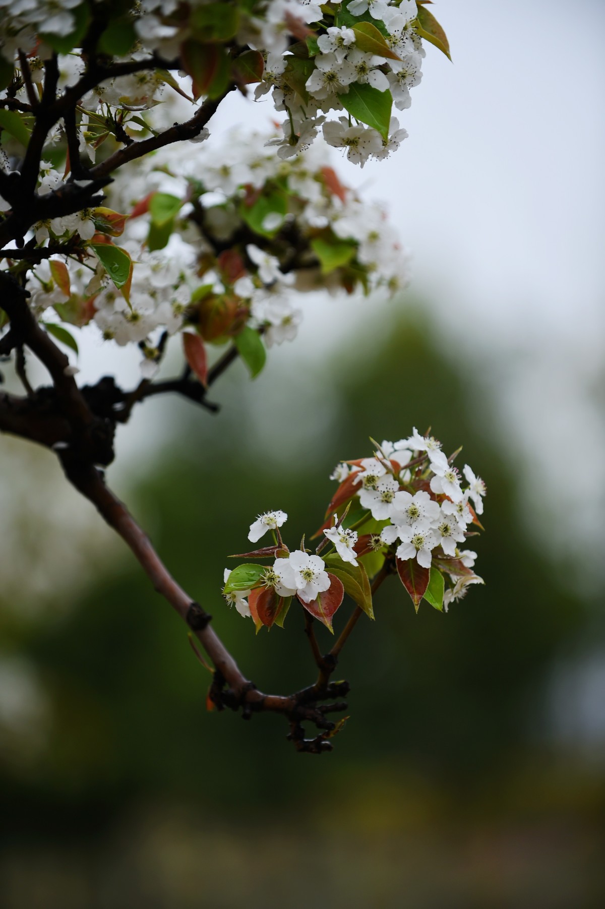 【图集】带雨梨花百媚生   素妆含嫣醉清风  Ⅱ