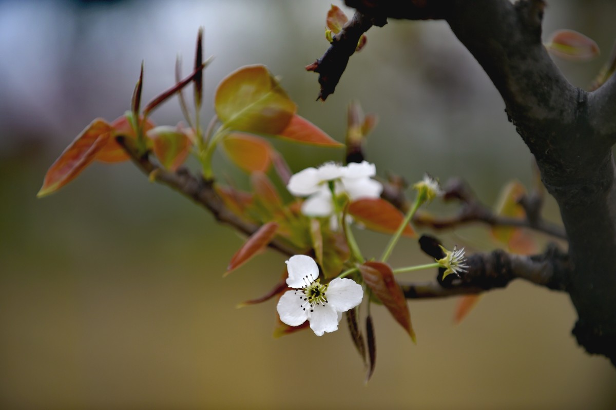 【图集】带雨梨花百媚生   素妆含嫣醉清风  Ⅱ