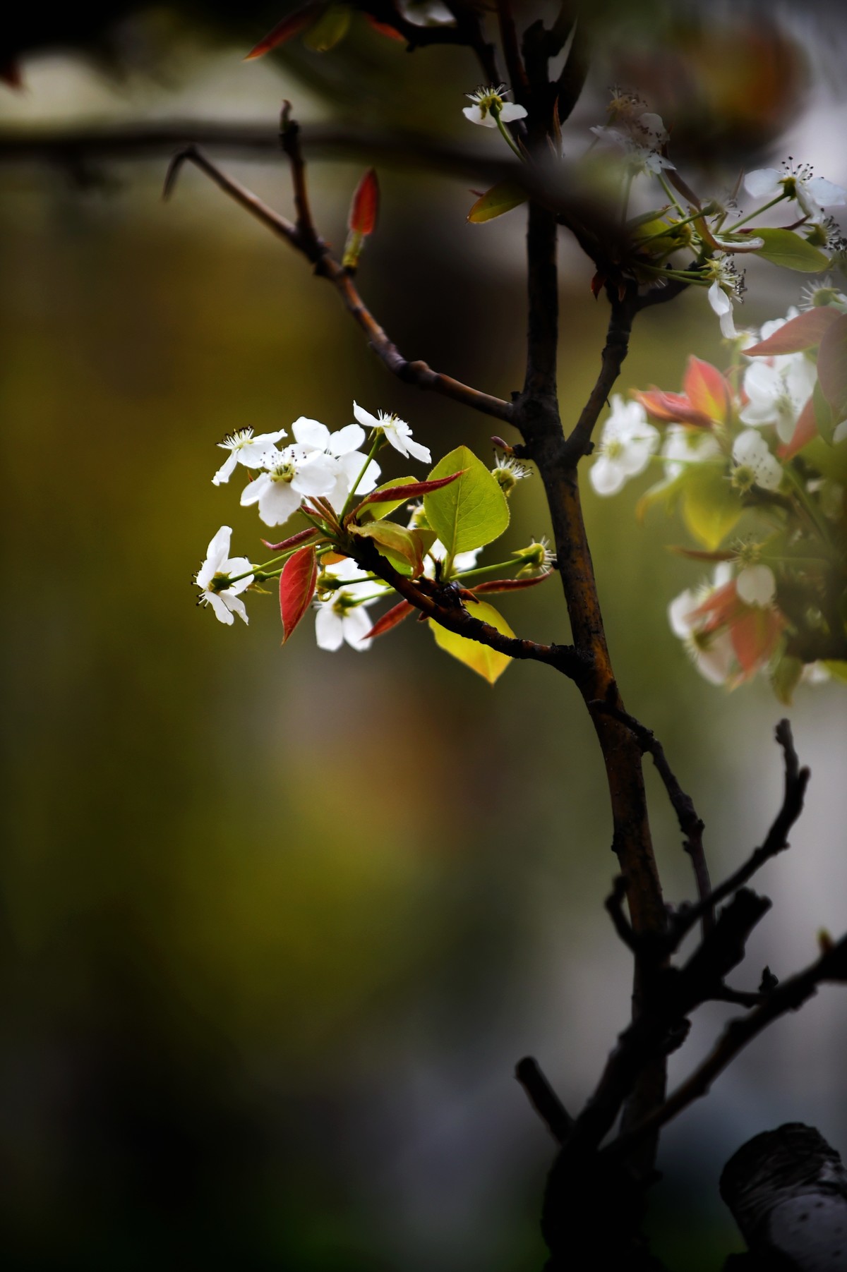 【图集】带雨梨花百媚生   素妆含嫣醉清风  Ⅱ