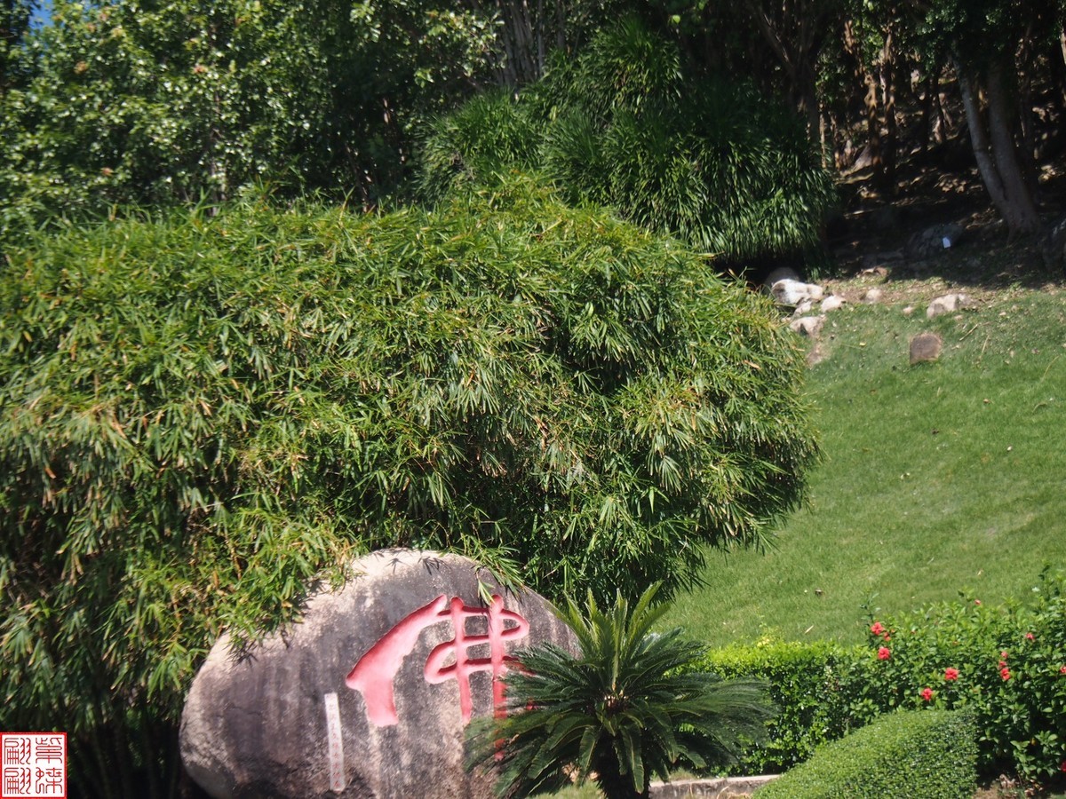 2023.11.18海南旅游随拍（30）