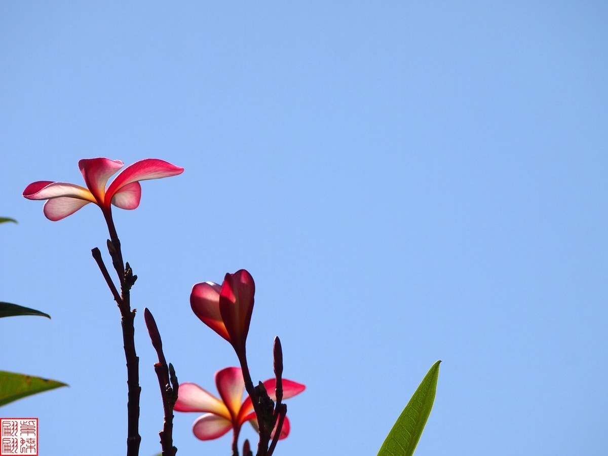 2023.11.18海南旅游随拍（30）