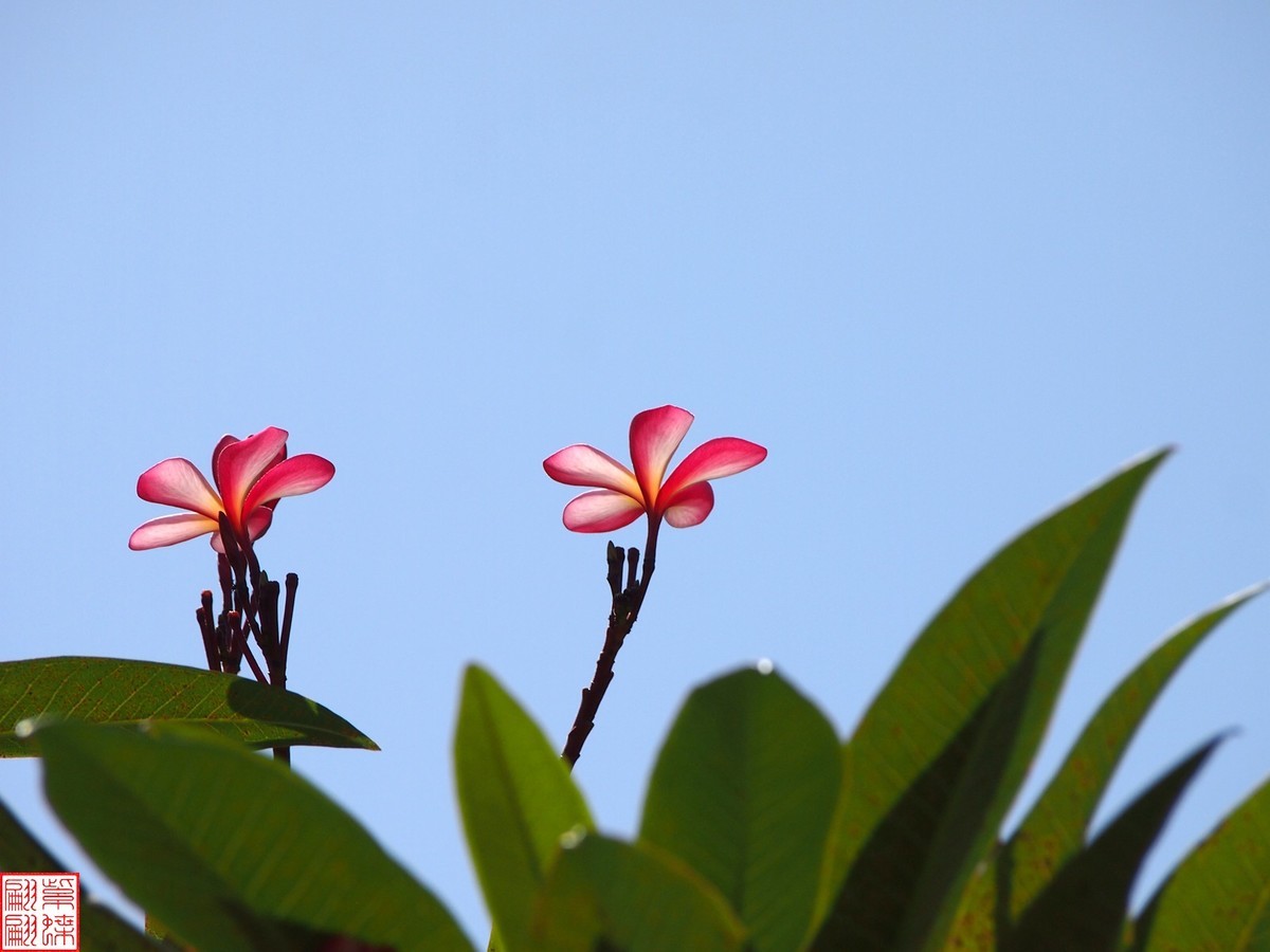 2023.11.18海南旅游随拍（30）