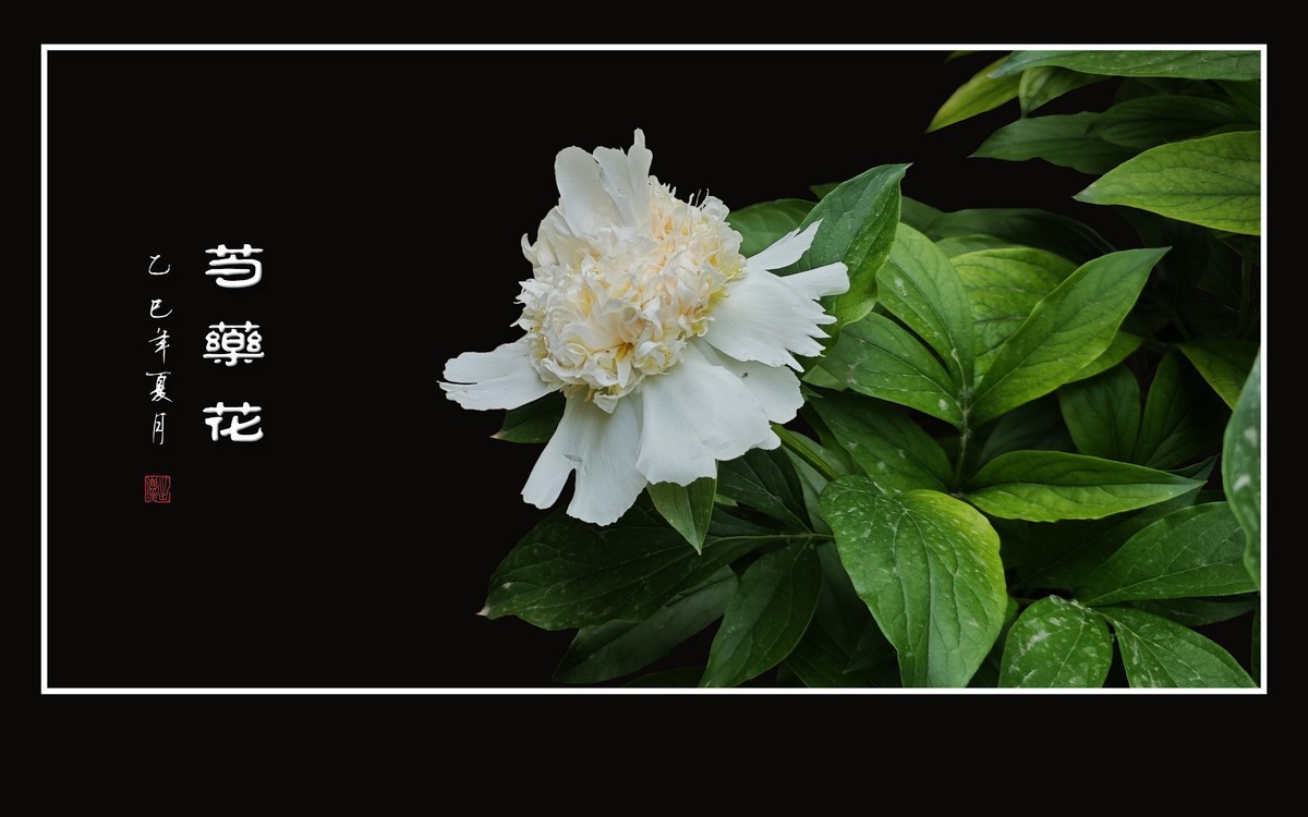 雍容大气的芍药花