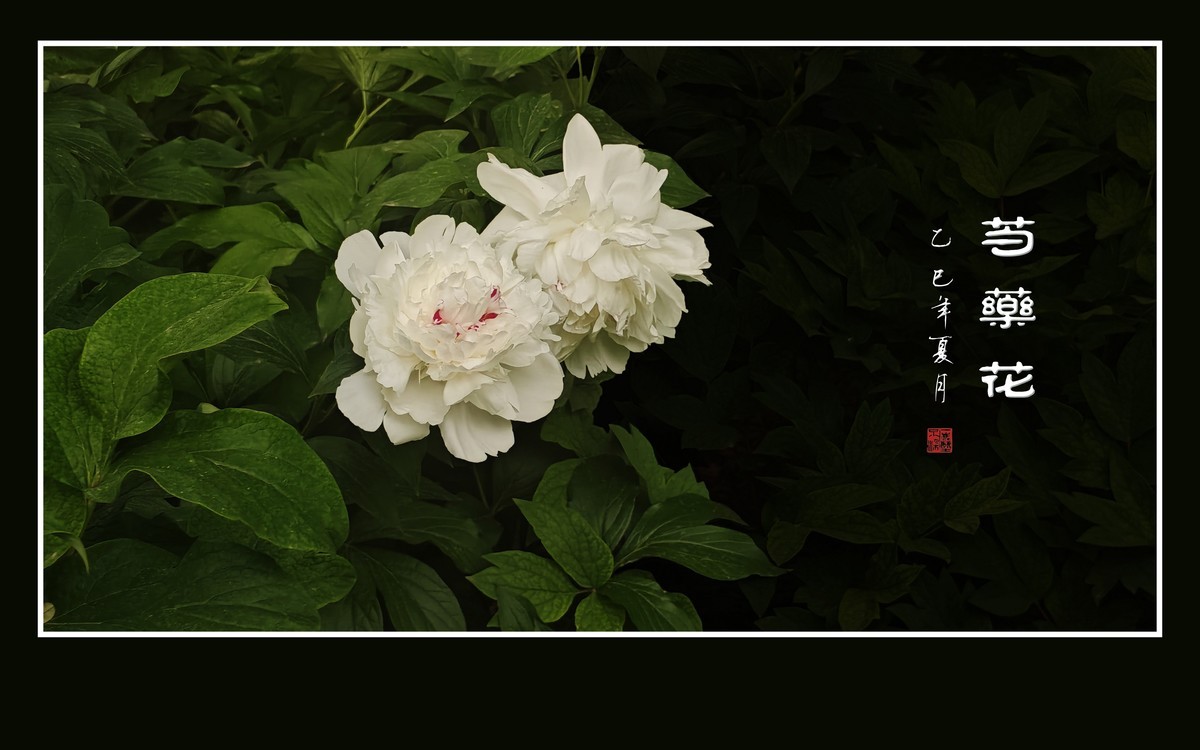 雍容大气的芍药花