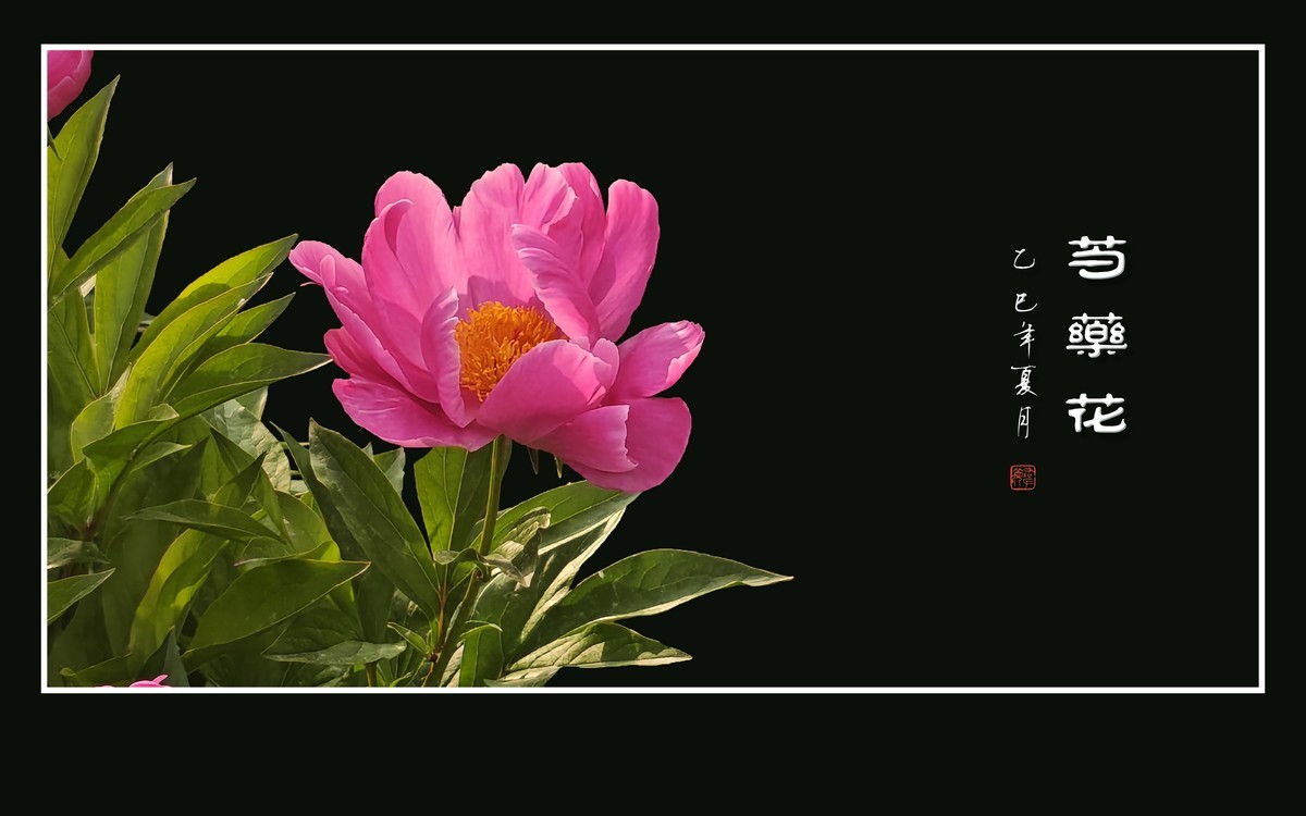 雍容大气的芍药花