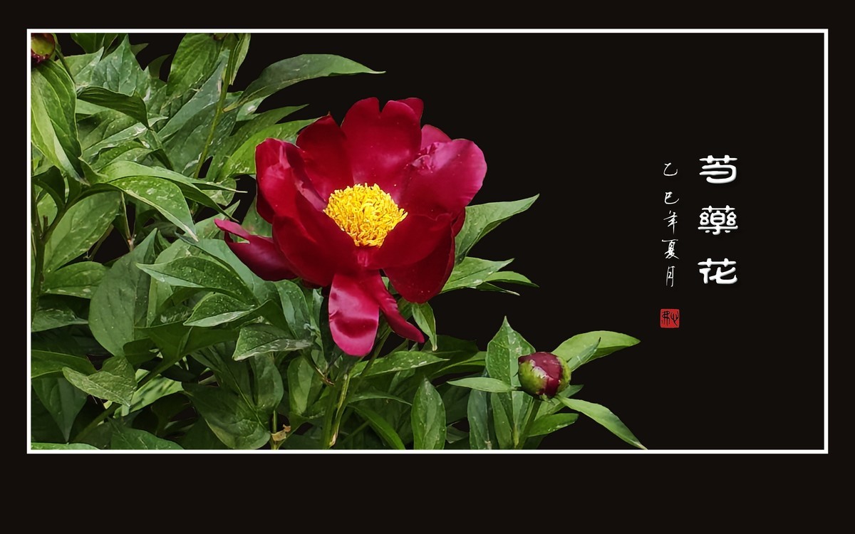 雍容大气的芍药花