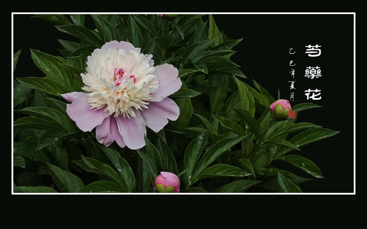 雍容大气的芍药花