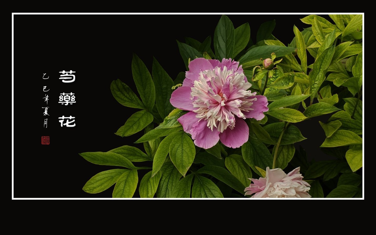 雍容大气的芍药花