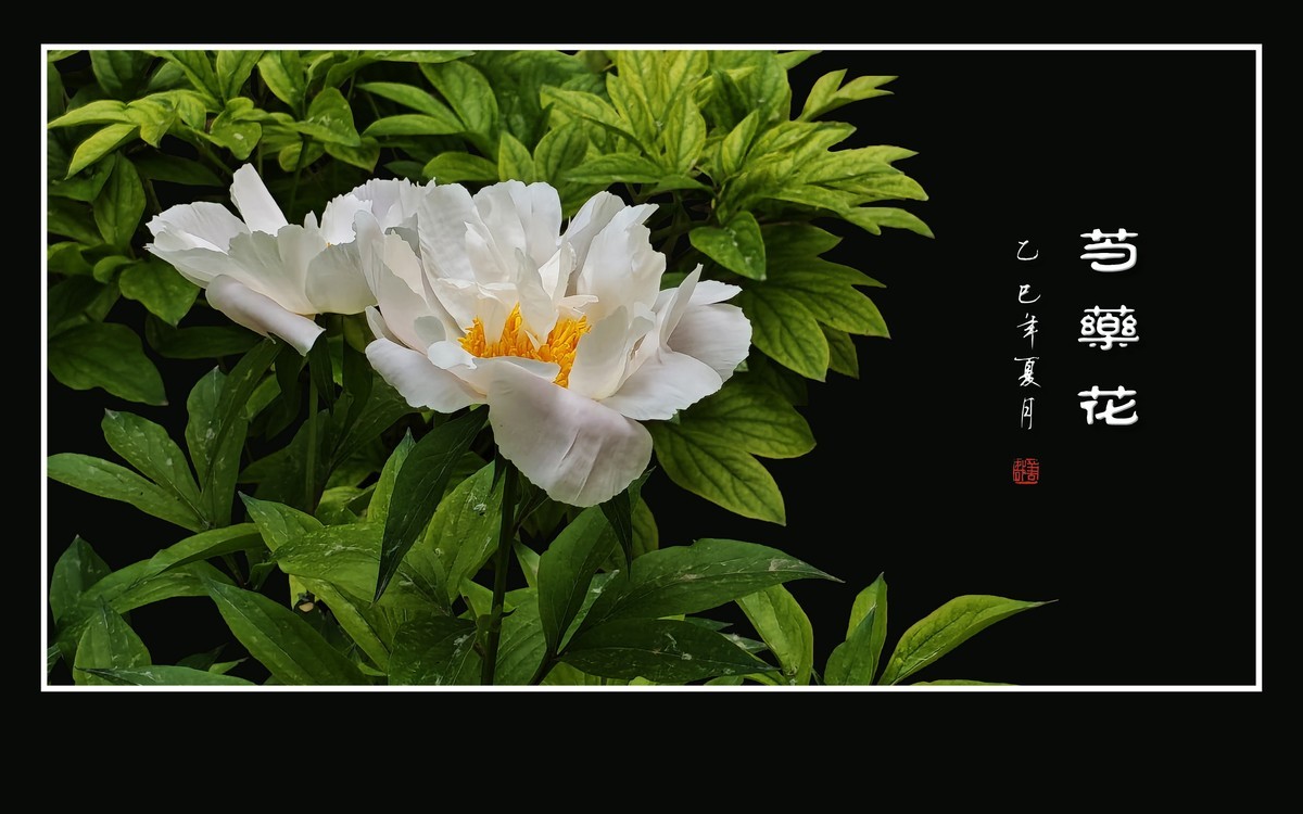 雍容大气的芍药花