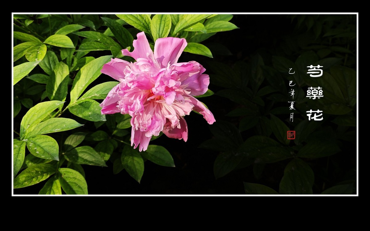 雍容大气的芍药花