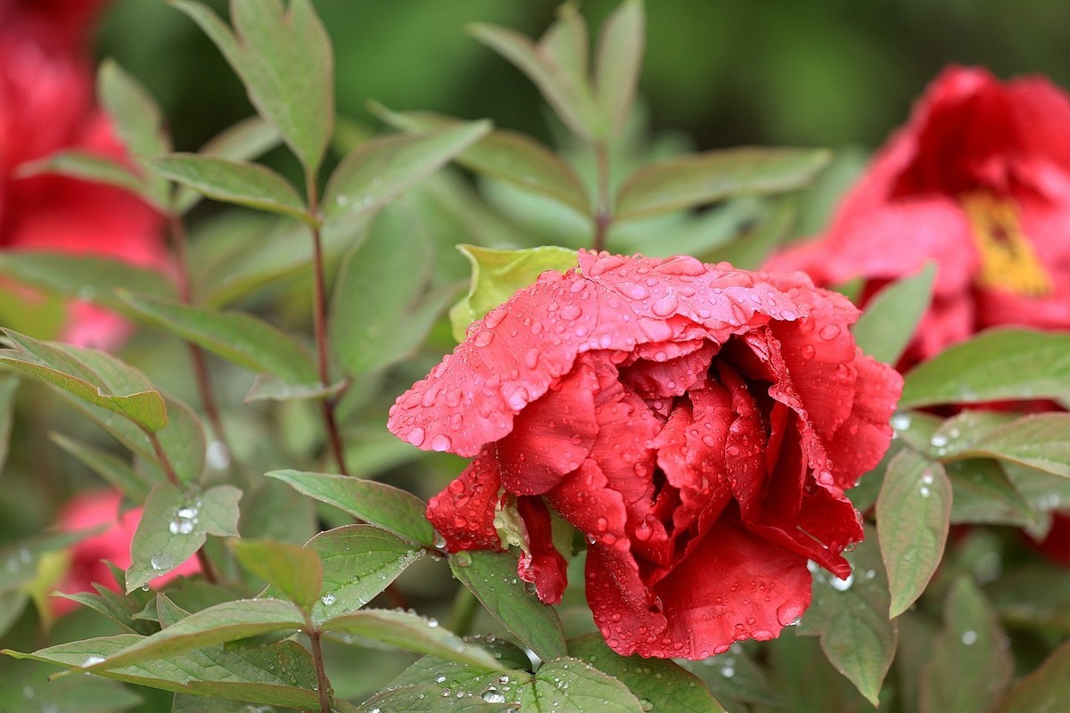 雨中拍牡丹【十七】2025.144
