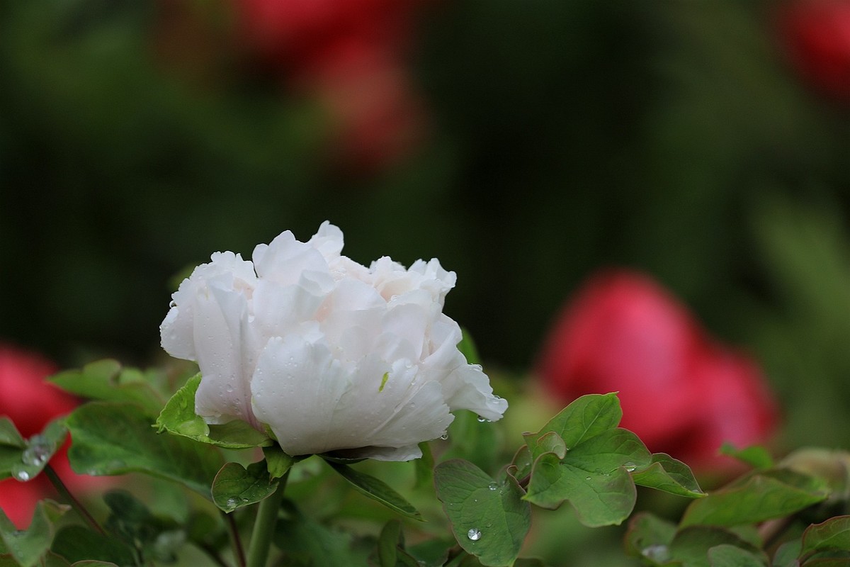 雨中拍牡丹【十七】2025.144