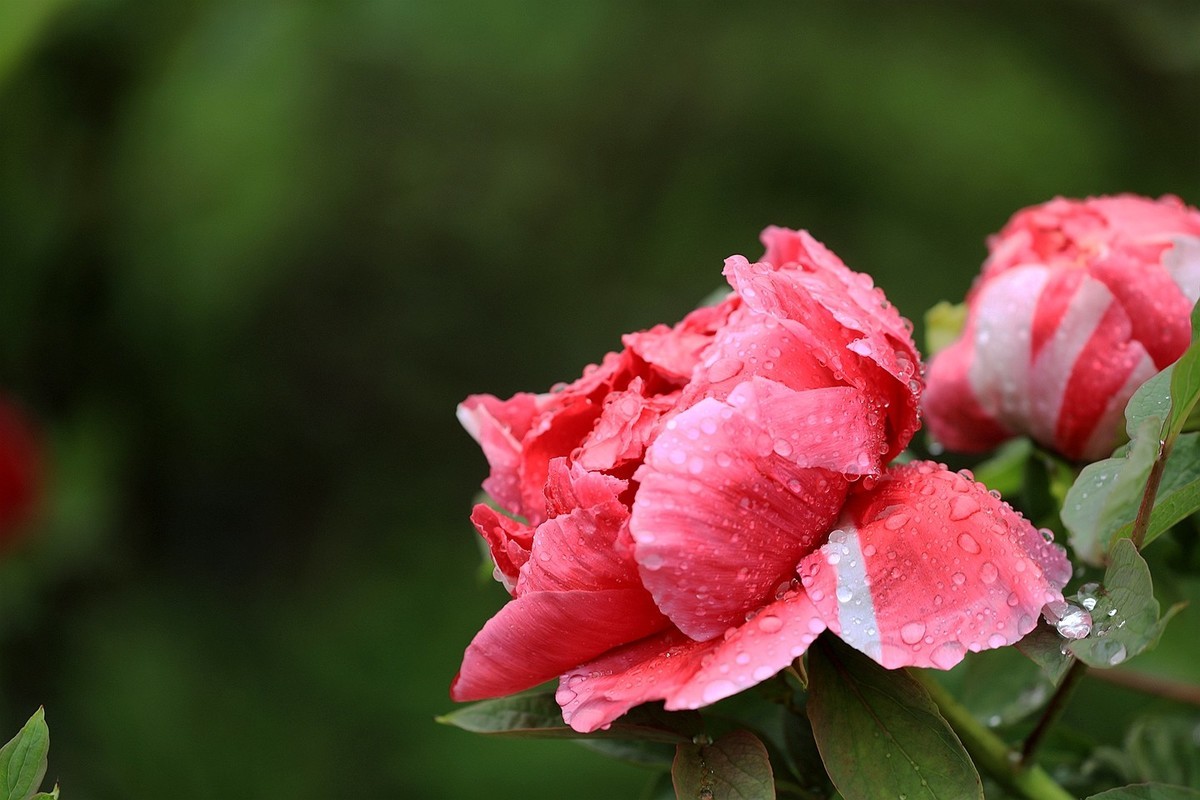 雨中拍牡丹【十七】2025.144