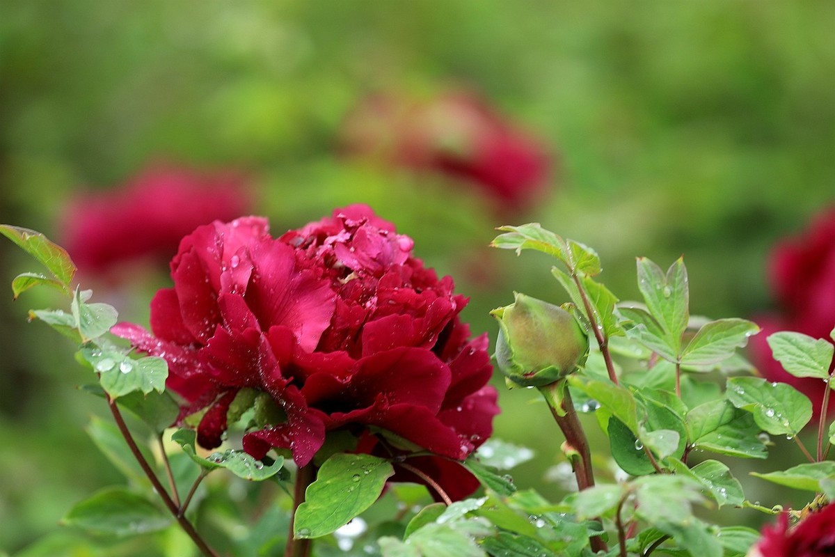 雨中拍牡丹【十七】2025.144