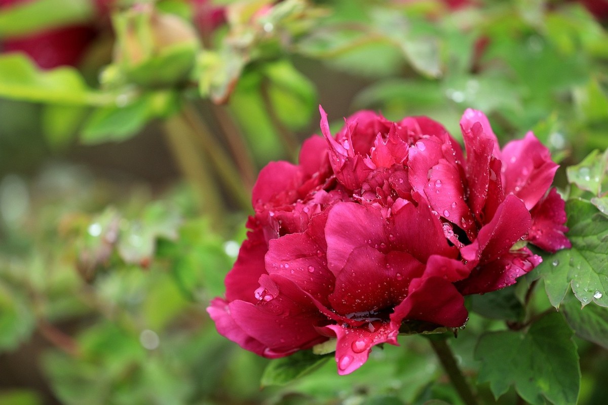 雨中拍牡丹【十七】2025.144