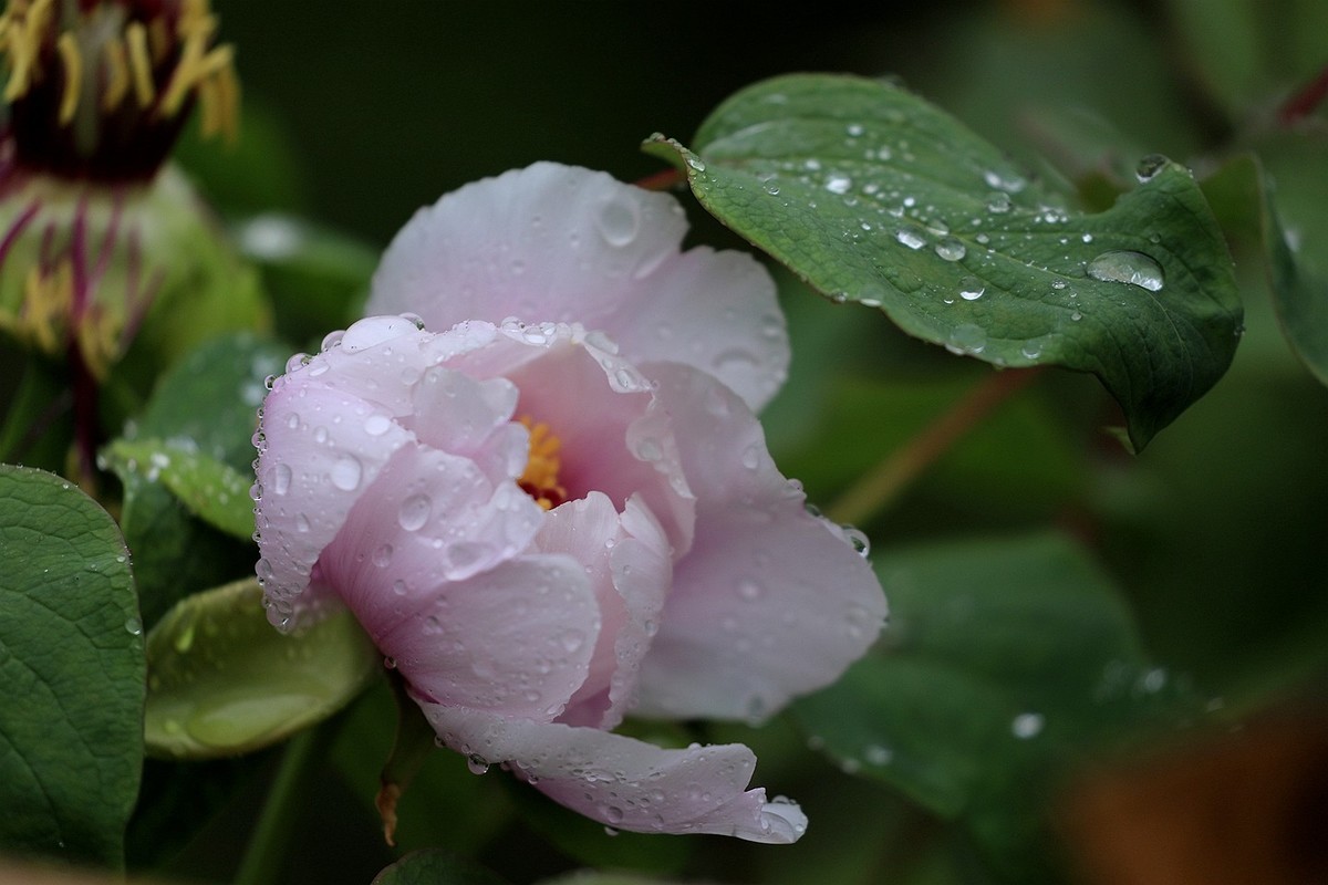 雨中拍牡丹【十七】2025.144