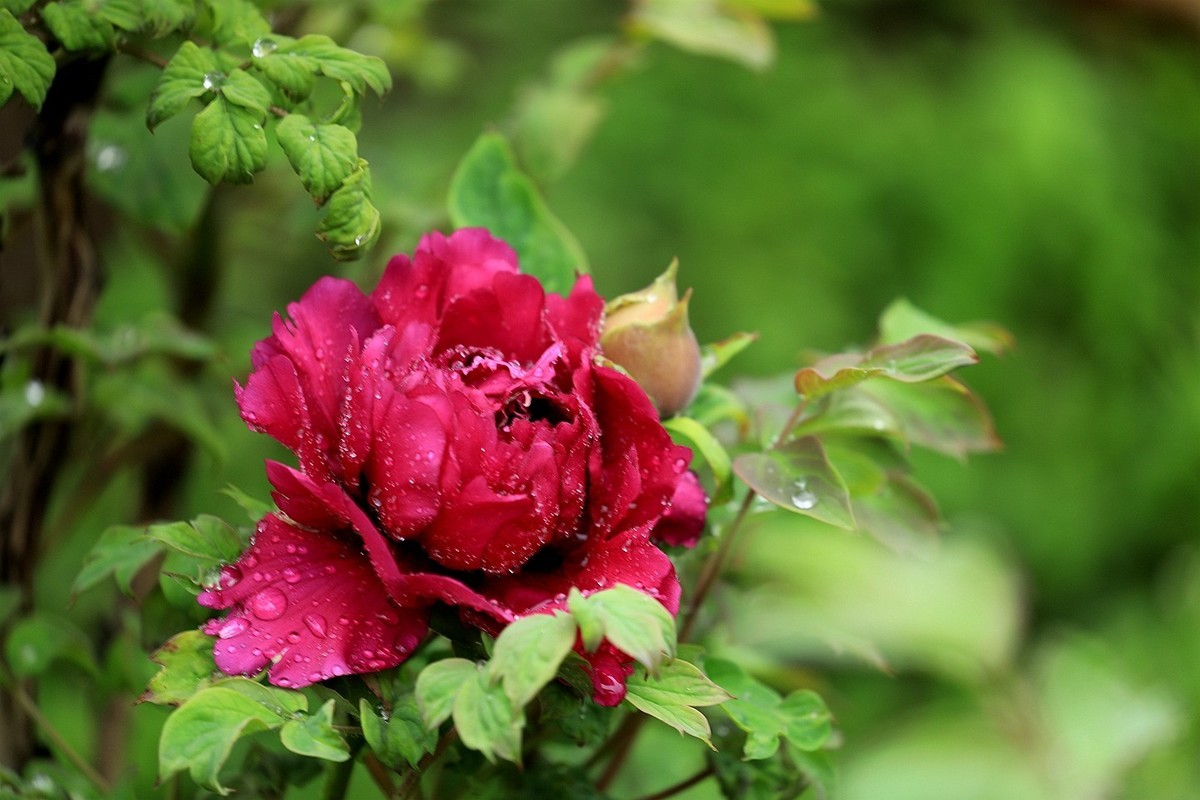 雨中拍牡丹【十七】2025.144