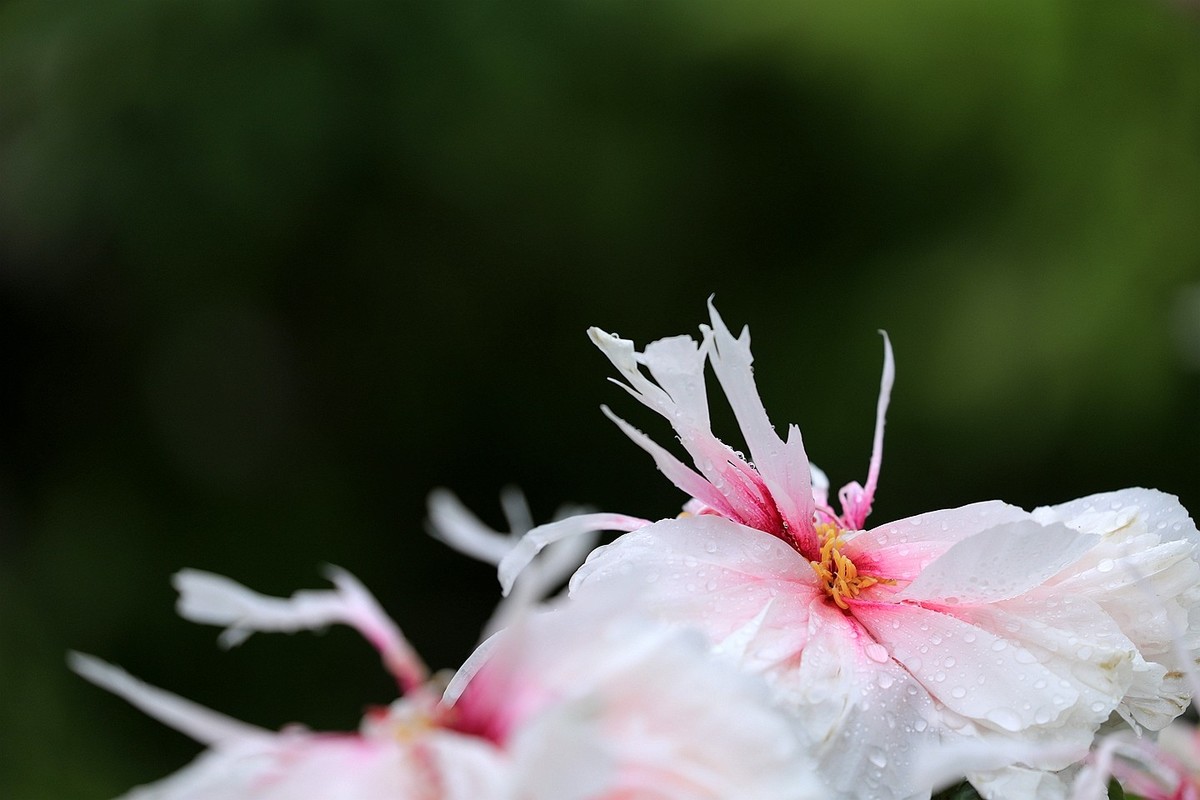 雨中拍牡丹【十七】2025.144