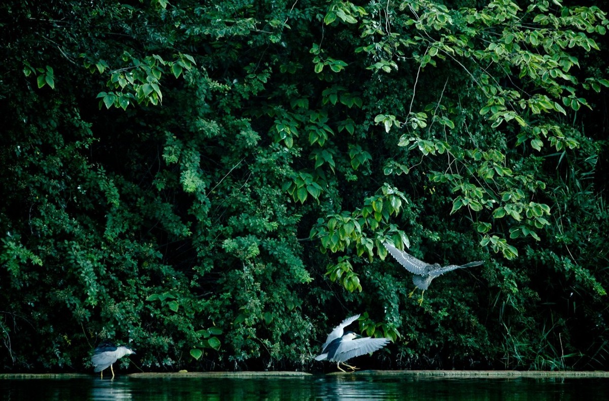 晨拍——明湖夜鹭