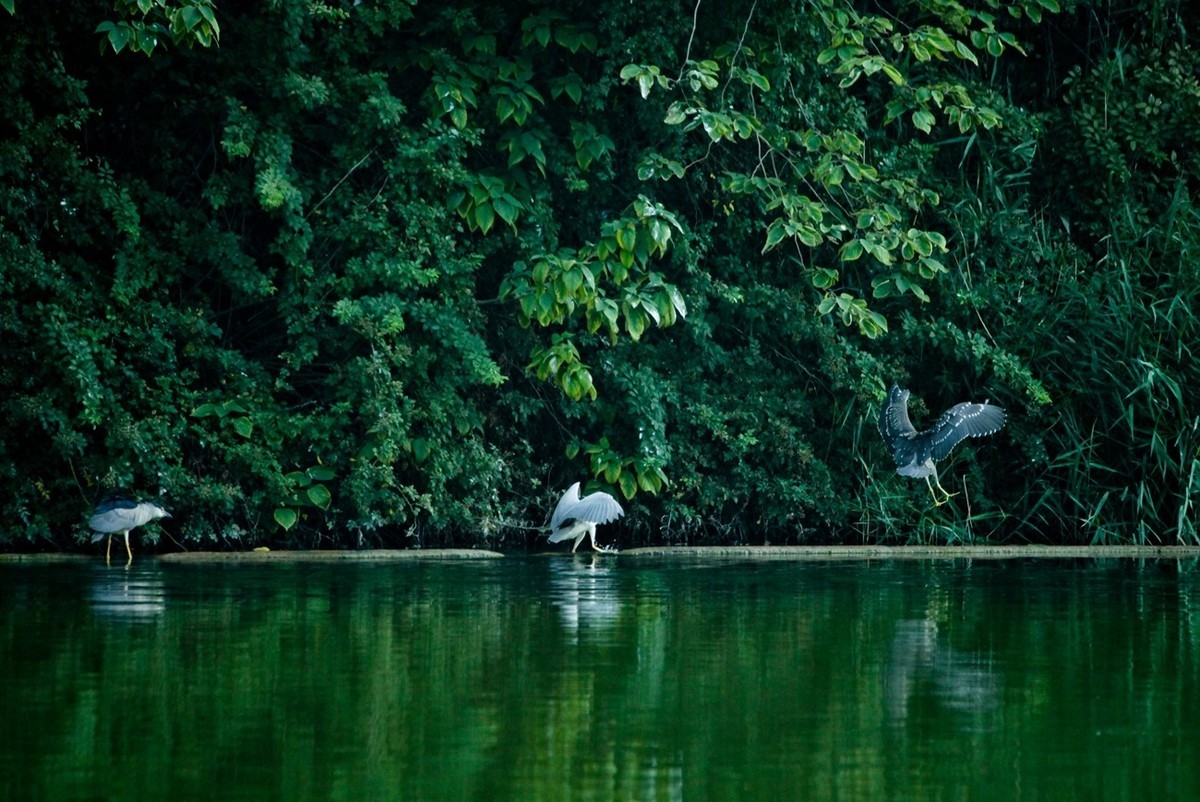 晨拍——明湖夜鹭