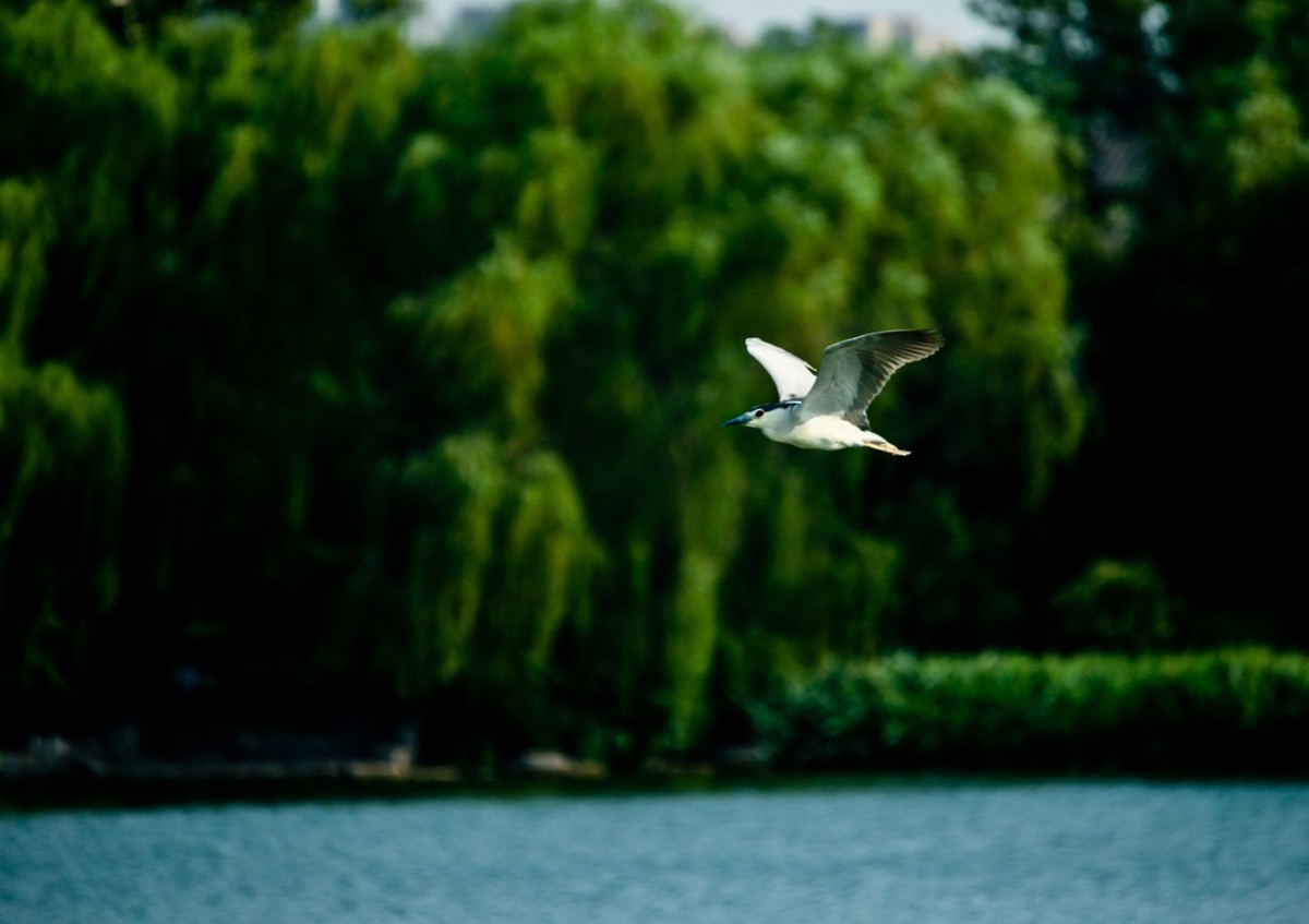 晨拍——明湖夜鹭