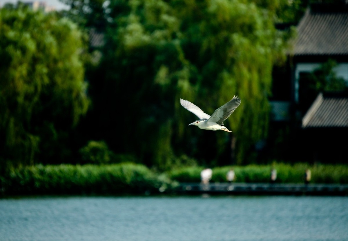 晨拍——明湖夜鹭