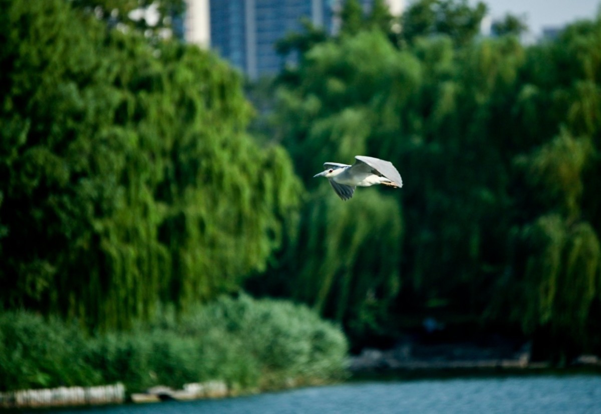 晨拍——明湖夜鹭