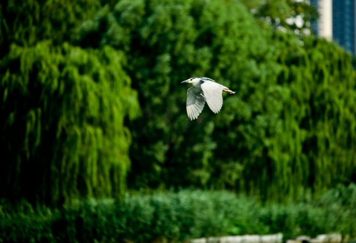 晨拍——明湖夜鹭