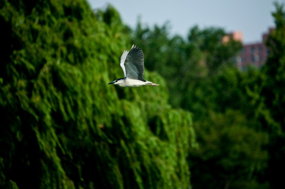 晨拍——明湖夜鹭
