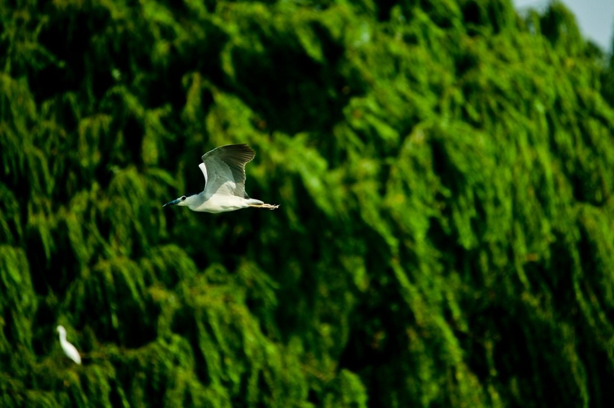 晨拍——明湖夜鹭