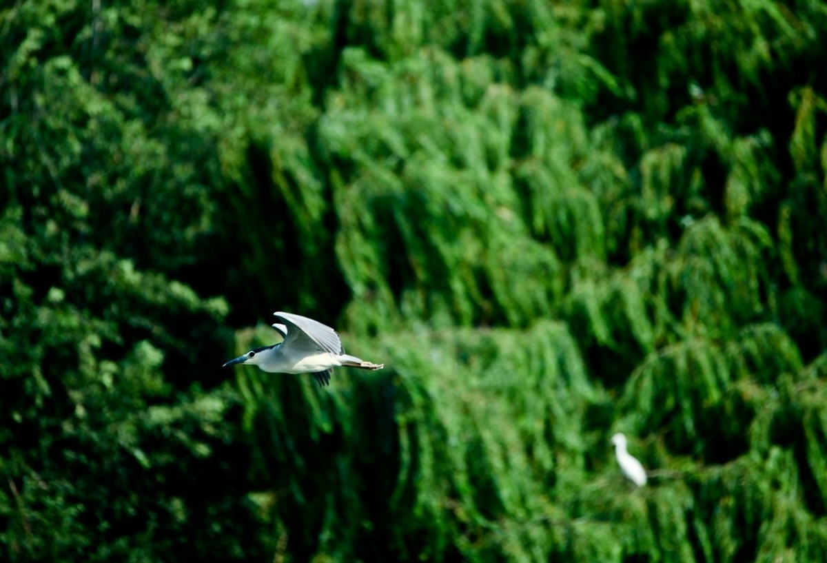 晨拍——明湖夜鹭
