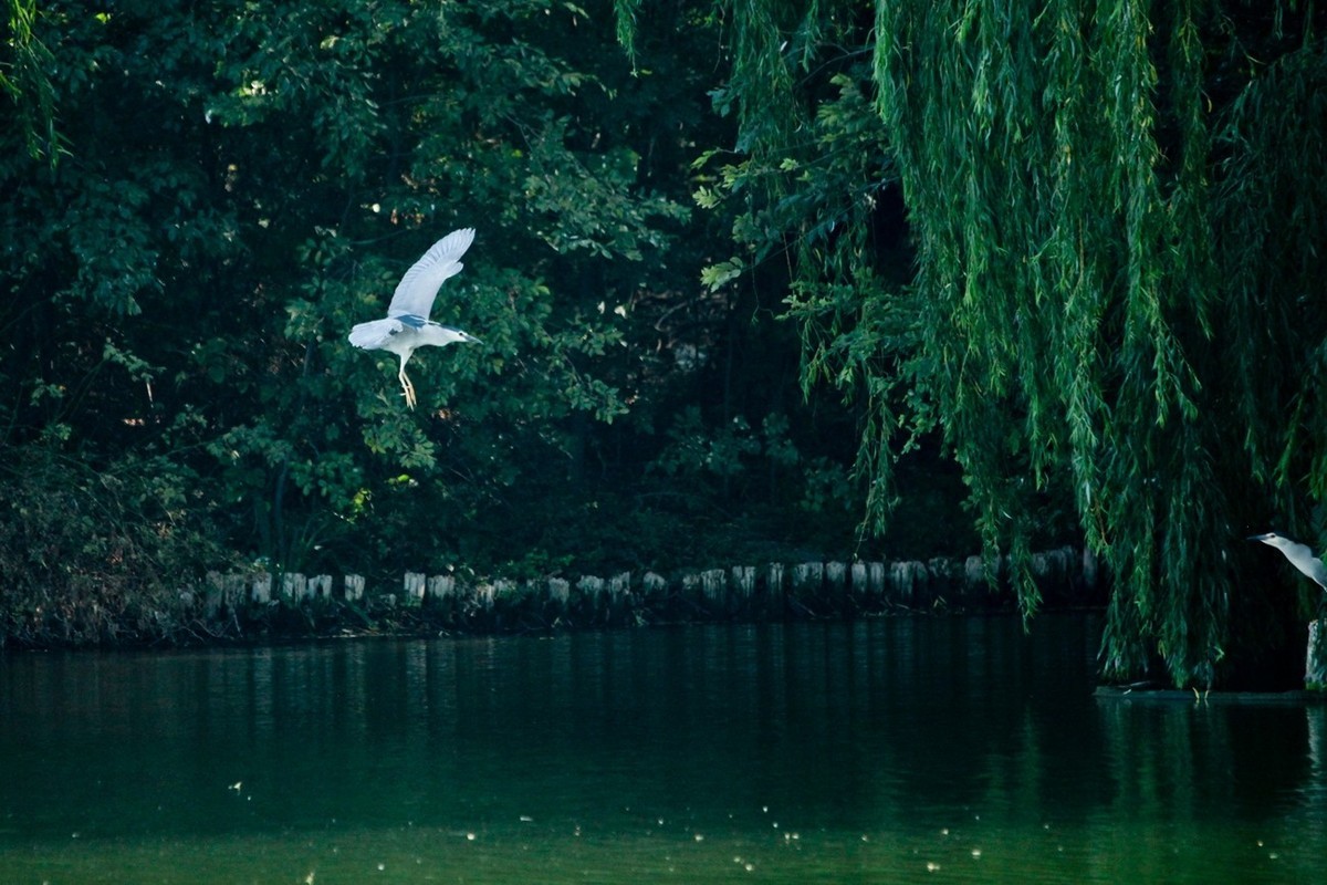 晨拍——明湖夜鹭