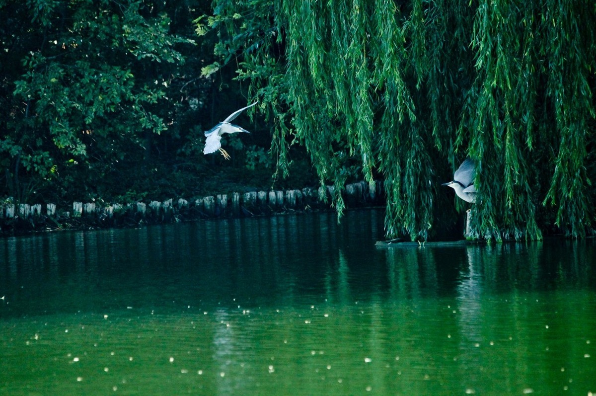 晨拍——明湖夜鹭