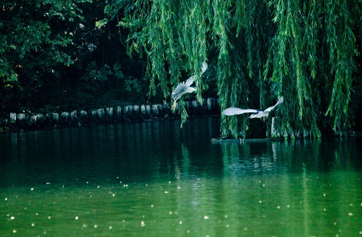 晨拍——明湖夜鹭