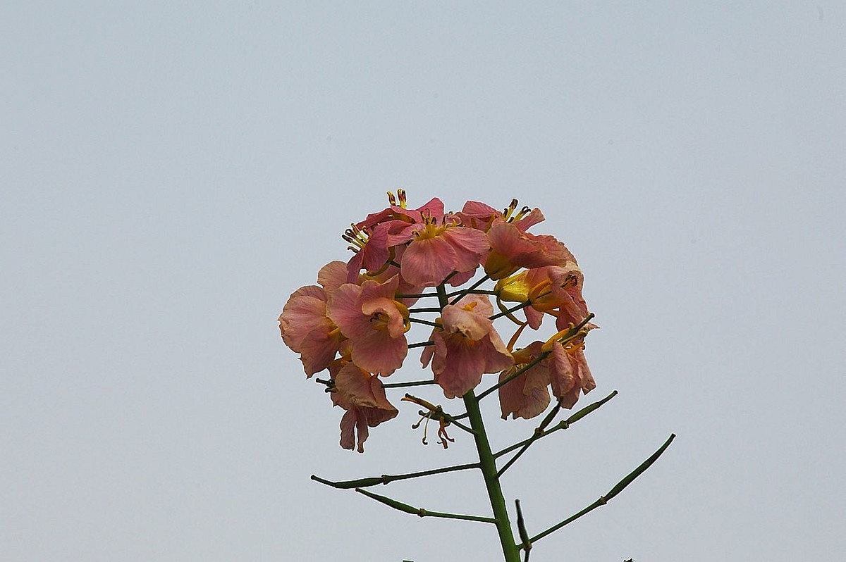 长江第一城——宜宾（十）