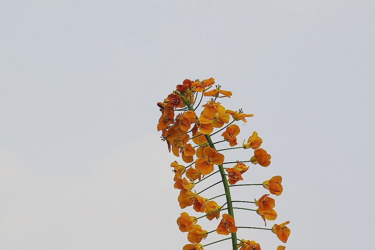 长江第一城——宜宾（十）